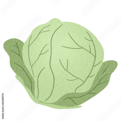 Vegetable Cabbage Hand Drawn Elements Illustration for decoration © Lineprint