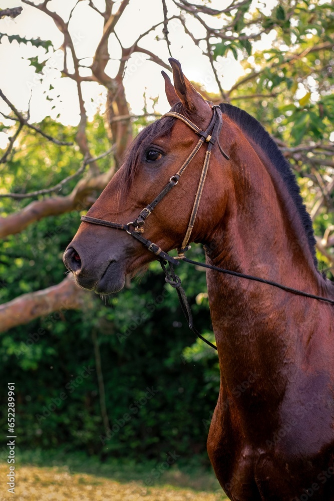 Vertical shot of a brown horse in a park against blurred background Vertical shot of a brown horse in a park against blurred background
