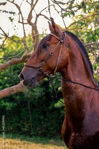 Vertical shot of a brown horse in a park against blurred background