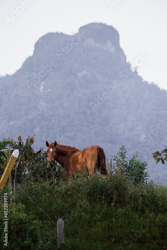 Vertical shot of a brown horse in a field with a hill on the background