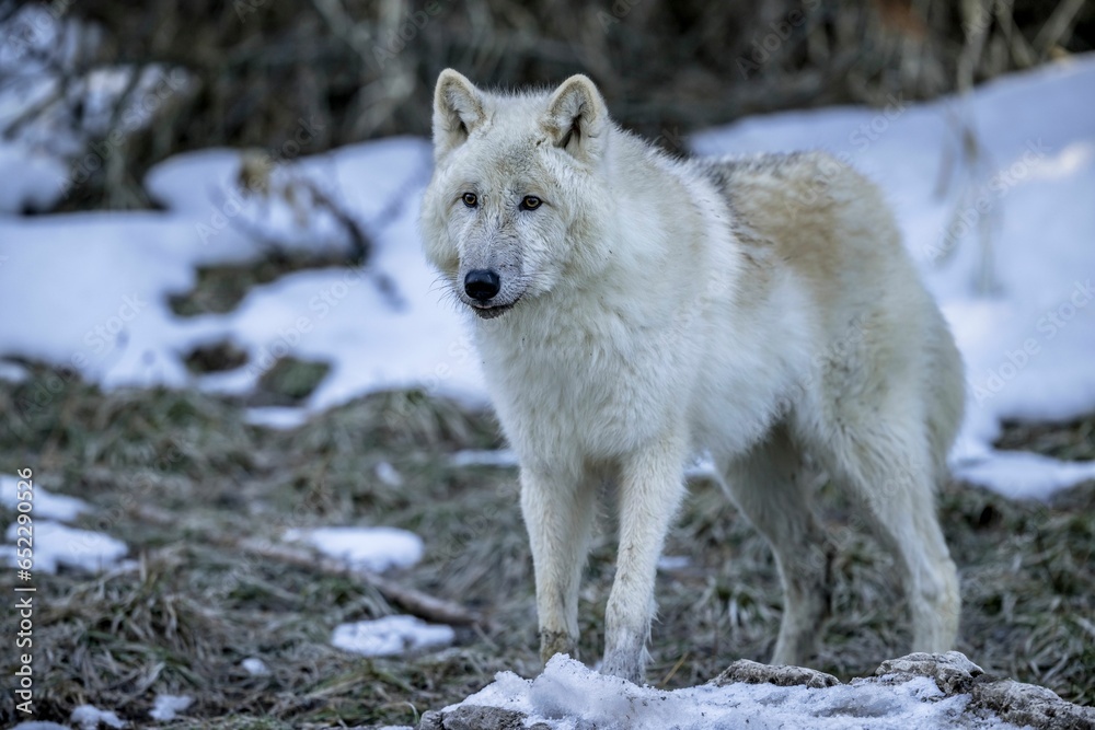 Majestic white wolf stands atop a blanket of snow in a vast landscape Majestic white wolf stands atop a blanket of snow in a vast landscape