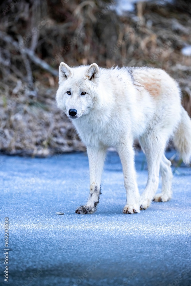 Obraz premium White wolf standing in snow covered ground