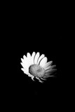 Grayscale closeup shot of a daisy flower against a black background.
