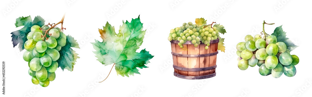 Green grape watercolor illustration, leaf and harvest in barrel and clusters isolated. Realistic painting for winery, vine farm and packaging - obrazy, fototapety, plakaty 