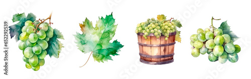 Green grape watercolor illustration, leaf and harvest in barrel and clusters isolated. Realistic painting for winery, vine farm and packaging