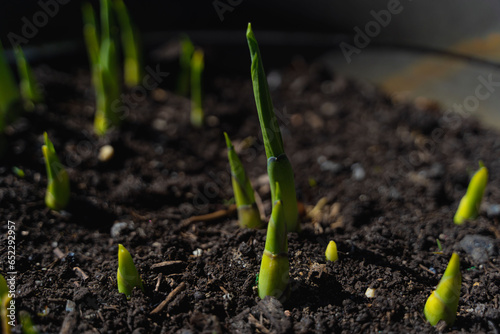Closeup shot of green plant sprouts in the soil