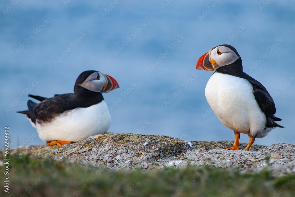Fototapeta premium View of the Atlantic puffin birds on the sea coast