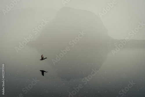 Bird soaring through the misty atmosphere over a lake on a sunny day