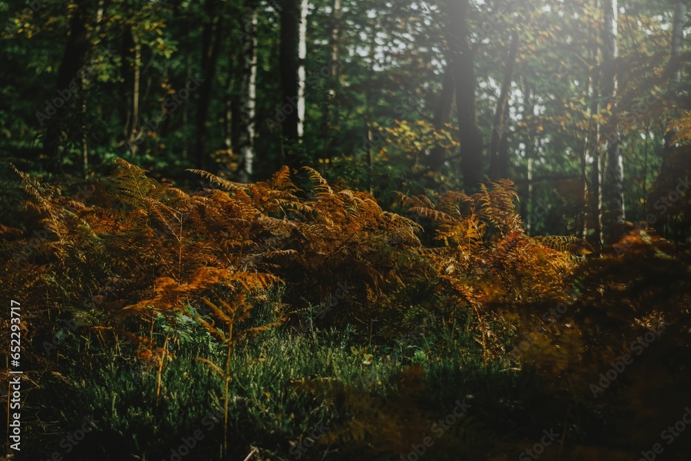 Obraz premium Scenic shot of beautiful tall orange plants in a forest with the autumn sun shining from above