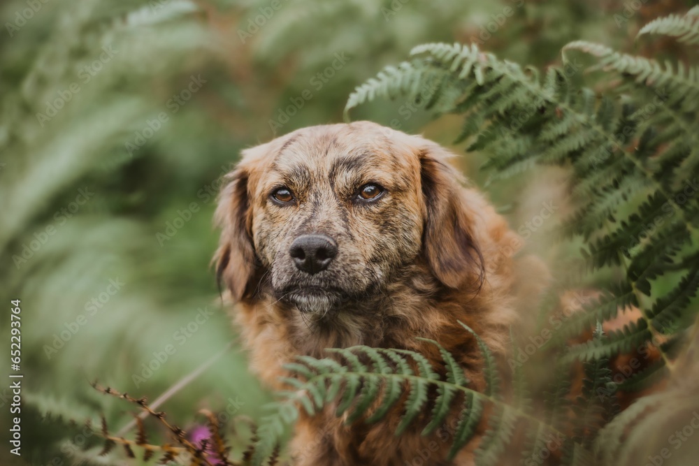 Beautiful shot of a Corsican dog in a forest
