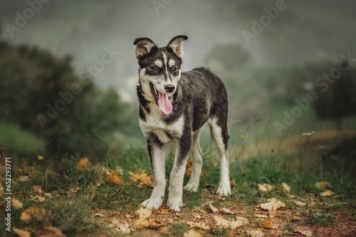 Black and white dog standing with a tongue out on a hill in a foggy background