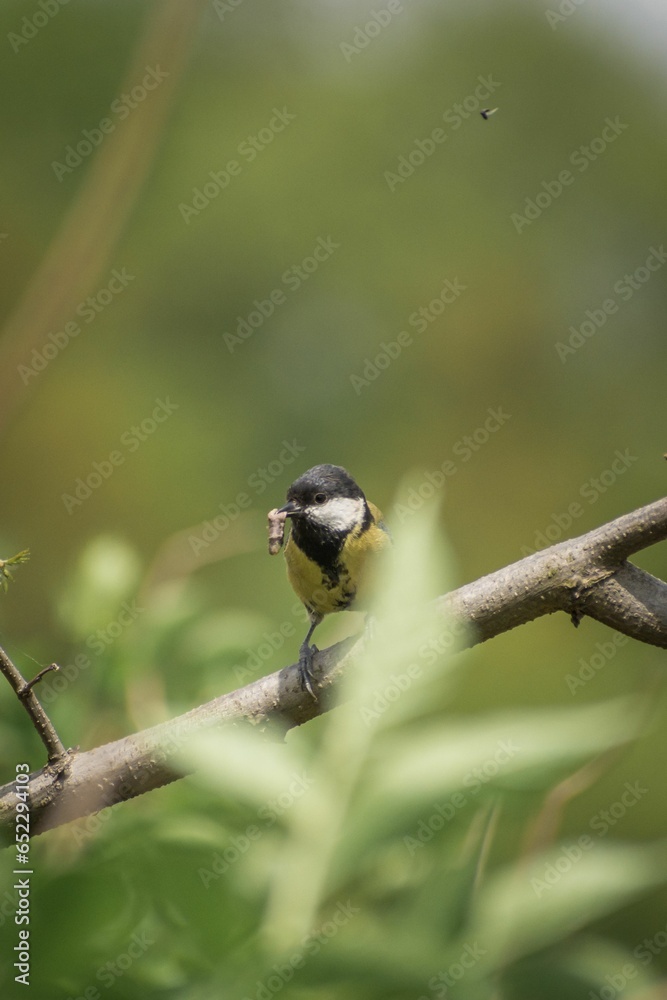 Fototapeta premium a Great tit perched on a tree with food in the beak