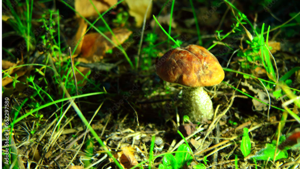 Pilze wachsen im Wald.Steinpilz.Birkenpilz.Hallimasche.Fuchs.Trüffel.Butterpilz. Austernpilz (Pleurotus ostreatus).Nahaufnahme Makro.Gesunde Lebensmittel und Medikamente werden verwendet.Postkarte Pilze wachsen im Wald.Steinpilz.Birkenpilz.Hallimasche.Fuchs.Trüffel.Butterpilz. Austernpilz (Pleurotus ostreatus).Nahaufnahme Makro.Gesunde Lebensmittel und Medikamente werden verwendet.Postkarte