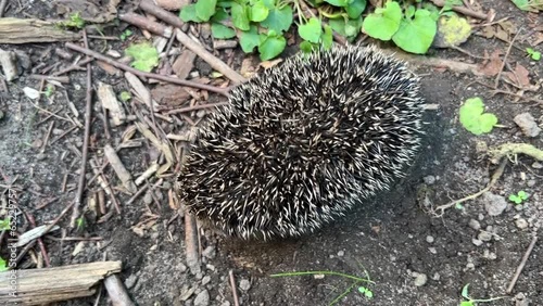 A baby hedgehog roams around the garden and scratches itself