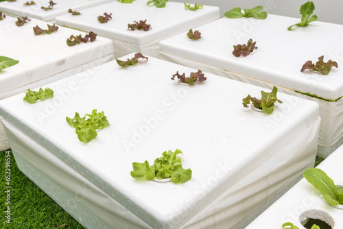 Planting young hydroponics vegetable salad