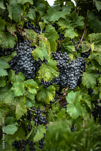 wine grapes