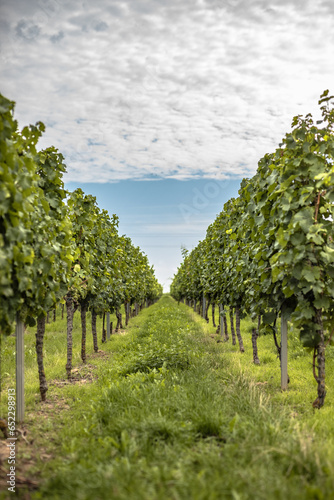 landscape with vineyard