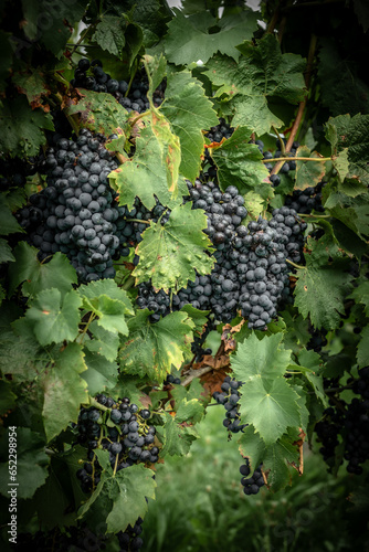 grapes on vine