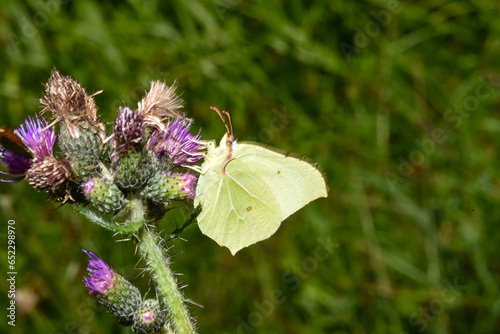 Beautiful butterfly in the Carpathian mountains of Ukraine