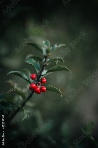 red berries on a bush