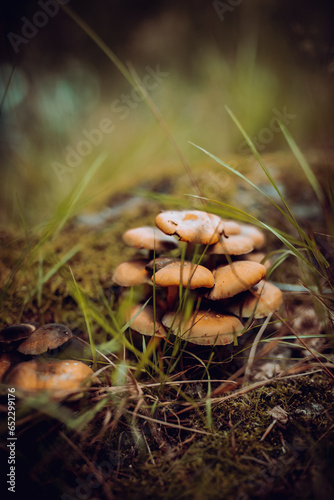 mushrooms in the forest