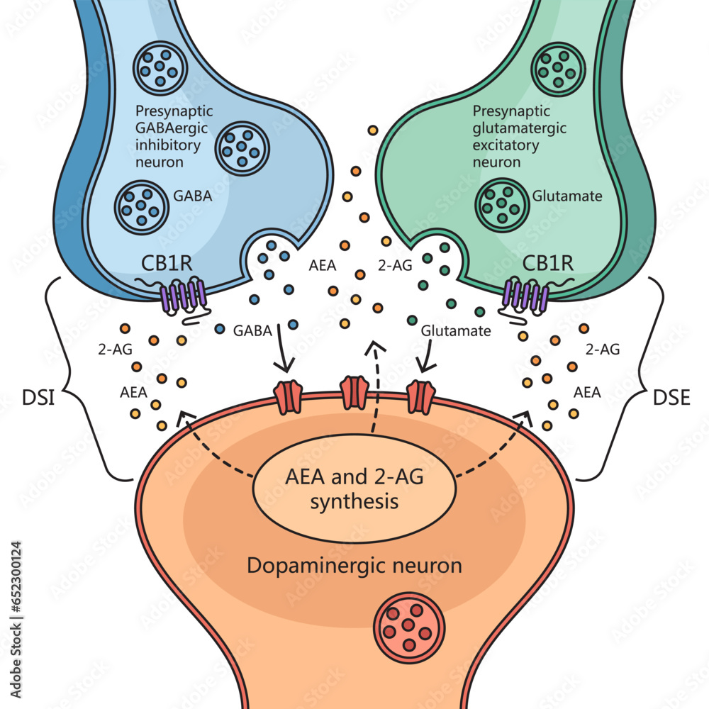 Neurotransmitter interactions of cannabinol with neuron structure brain