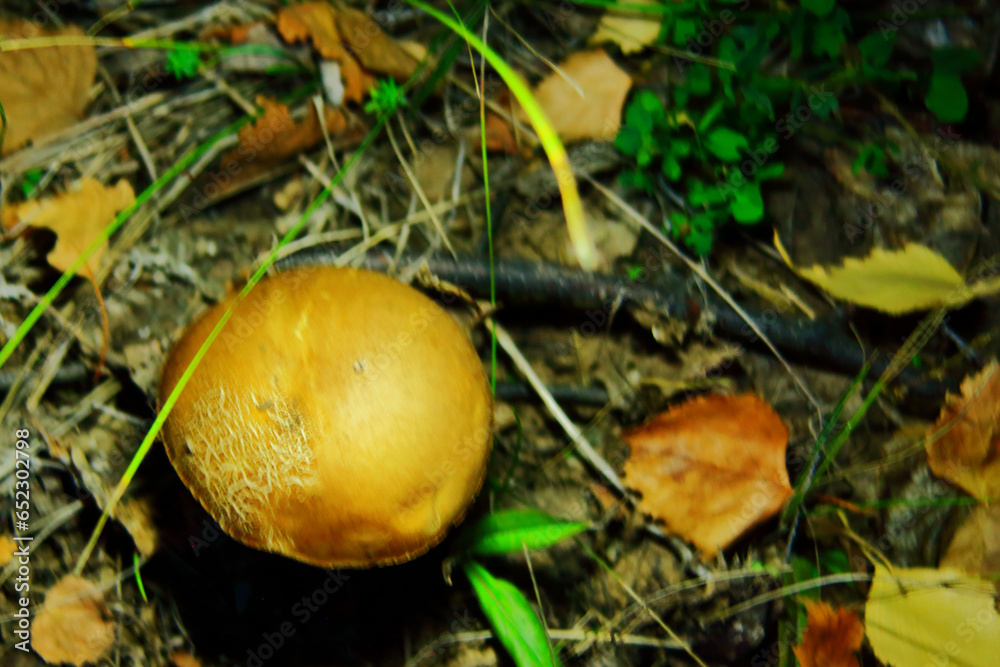 Pilze wachsen im Wald.Steinpilz.Birkenpilz.Hallimasche.Fuchs.Trüffel.Butterpilz. Austernpilz (Pleurotus ostreatus).Nahaufnahme Makro.Gesunde Lebensmittel und Medikamente werden verwendet.Postkarte Pilze wachsen im Wald.Steinpilz.Birkenpilz.Hallimasche.Fuchs.Trüffel.Butterpilz. Austernpilz (Pleurotus ostreatus).Nahaufnahme Makro.Gesunde Lebensmittel und Medikamente werden verwendet.Postkarte
