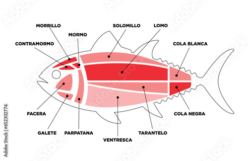 Tuna Cuts line diagram (ronqueo). Parts of tuna written in Spanish.