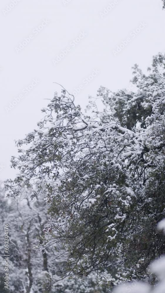 Vertical Video - Slow motion of heavy snow falling on trees in a dense forest Vertical Video - Slow motion of heavy snow falling on trees in a dense forest