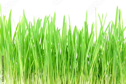 Green grass isolated on a white background. 