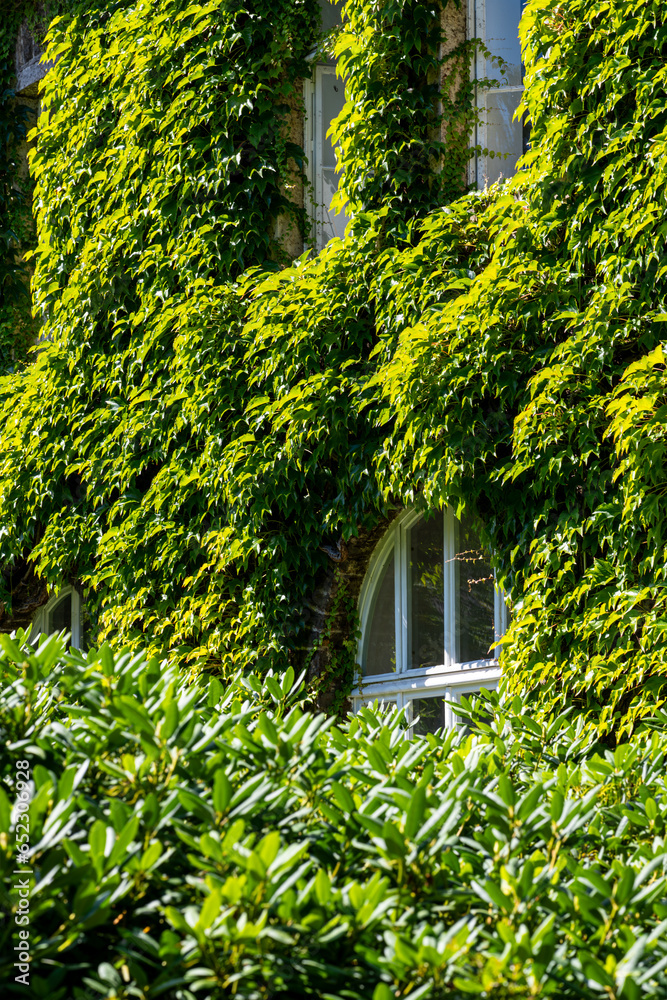 Facade of historic town hall building in Neuenrade, Sauerland Germany overgrown with ivy on a sunny summer day. Window frames and quarry stone walls covered with foliage of bright green creeping vines