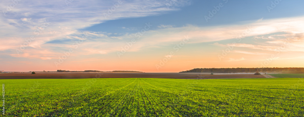 Panorama of a green field of young wheat sprouts, harvesting in the fields on the horizon and the sky in sunset colors - obrazy, fototapety, plakaty 