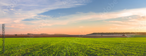 Panorama of a green field of young wheat sprouts, harvesting in the fields on the horizon and the sky in sunset colors