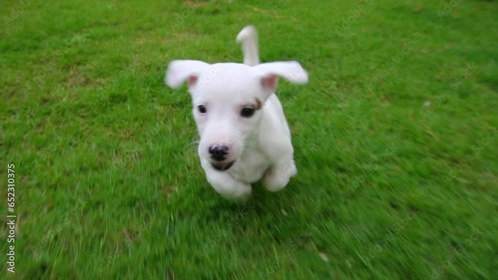 slowmotion from front view Jack russel dog run at grass outdoors running towards the camera on green park slowmotion from front view Jack russel dog run at grass outdoors running towards the camera on green park