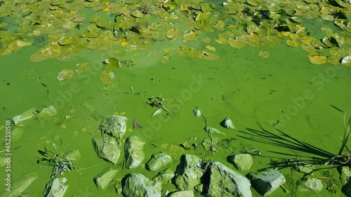Green water polluted with blue-green algae Cyanobacteria