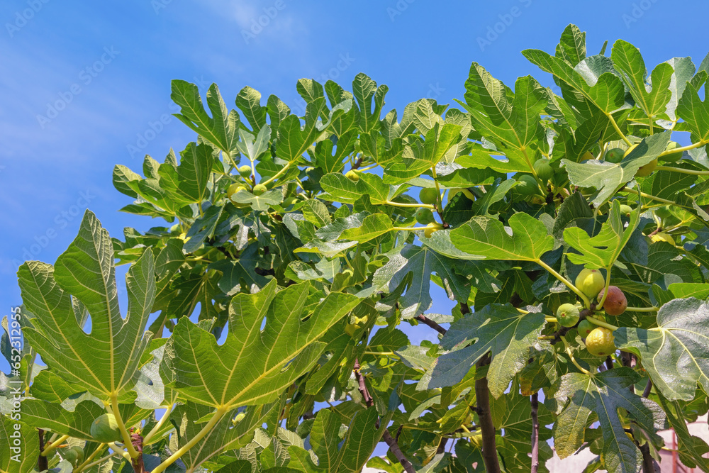 Orchard. Branches of fig tree ( Ficus carica ) with leaves and fruit against blue sky Orchard. Branches of fig tree ( Ficus carica ) with leaves and fruit against blue sky