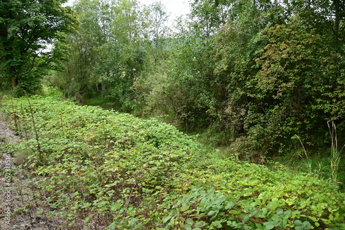 stone path in the forest