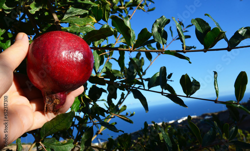 Ripe red pomegranate fruit hanging on a tree branch in the garden.Punica granatum.Tropical fruits,healthy food or gardening concept with copy space.Selective focus.  photo