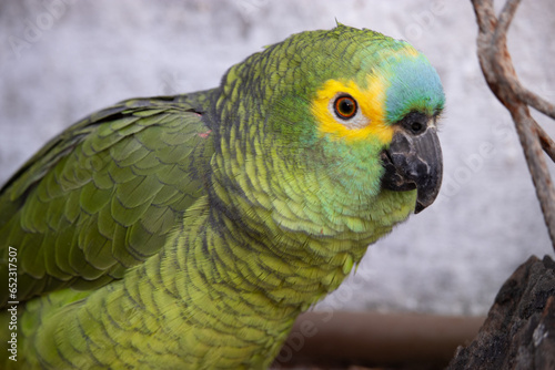 Papagaio verdadeiro adoravel. The true parrot is a psittaciform bird in the Psittacidae family. photo