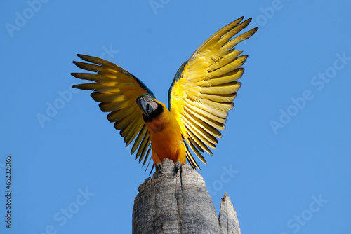 Araras de Caldas Novas GO - Brasil com um filhote se preparando para o seu primeiro voo.  photo