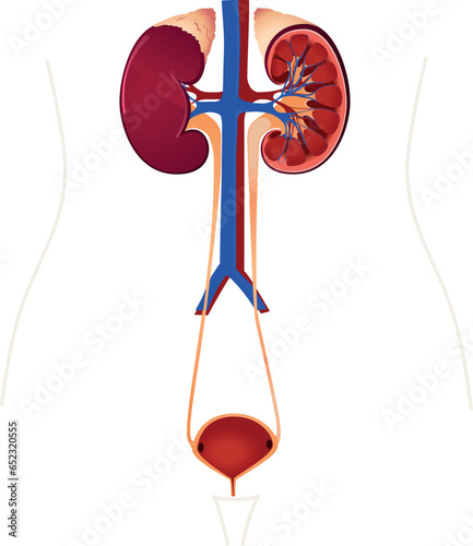 the anatomy of the urinary system