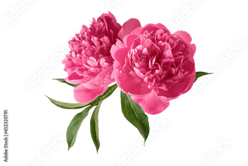 Beautiful purple pink peony flowers with green leaves isolated on white background.