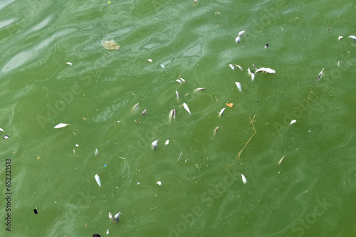 Group of dead fish floating in plankton bloom sea