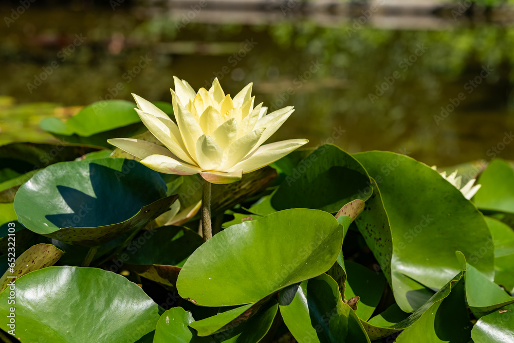 a blooming water lily in a pond