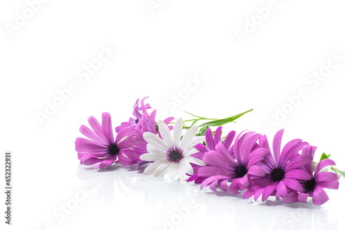 Beautiful white and purple Osteospermum flowers on white background