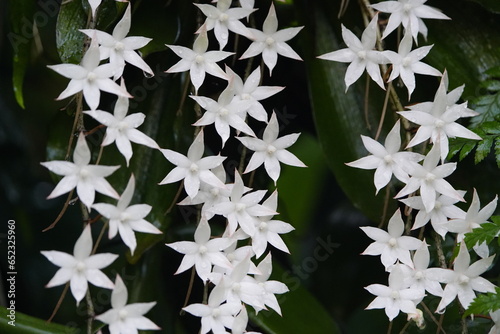 Aerangis articulata is a species of epiphytic orchid. It is native to Madagascar and the Comoro Islands. photo