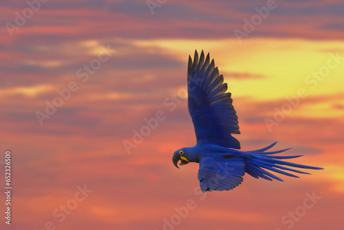 Hyacinth macaw flying in beautiful sky at sunset.