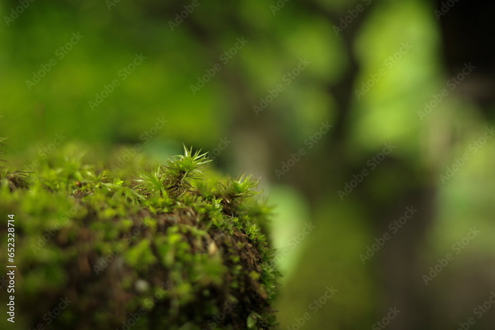 Macro Moist Green moss growing and covered on a wooden log Macro Moist Green moss growing and covered on a wooden log