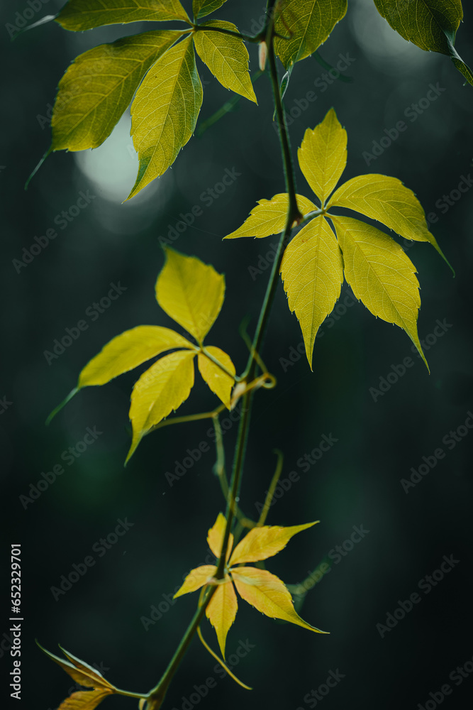 Obraz premium leaves