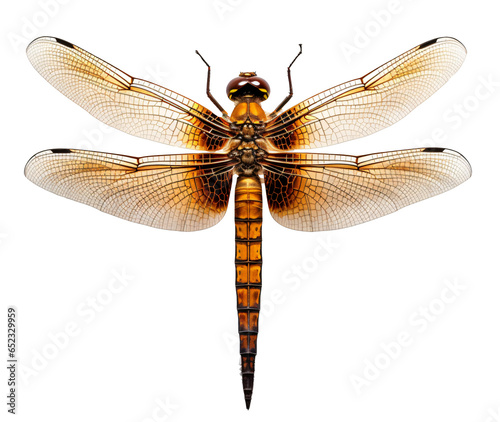 Dragonfly isolated on the transparent background PNG. © Monika